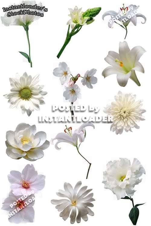 White Flowers PNG - StockPhotos