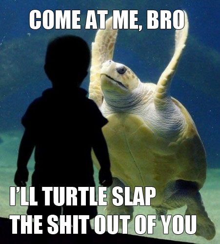 ComeAtMeBro-illTurtleSlapTheShitOutOfYou.jpg