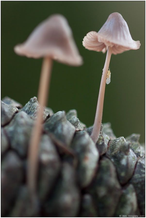 Fotografie