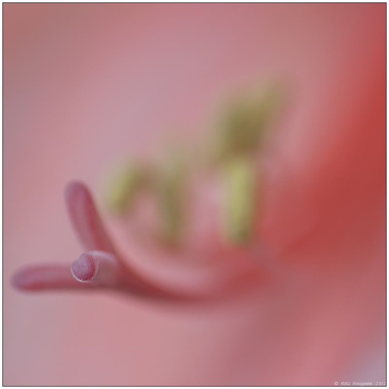 Fotografie