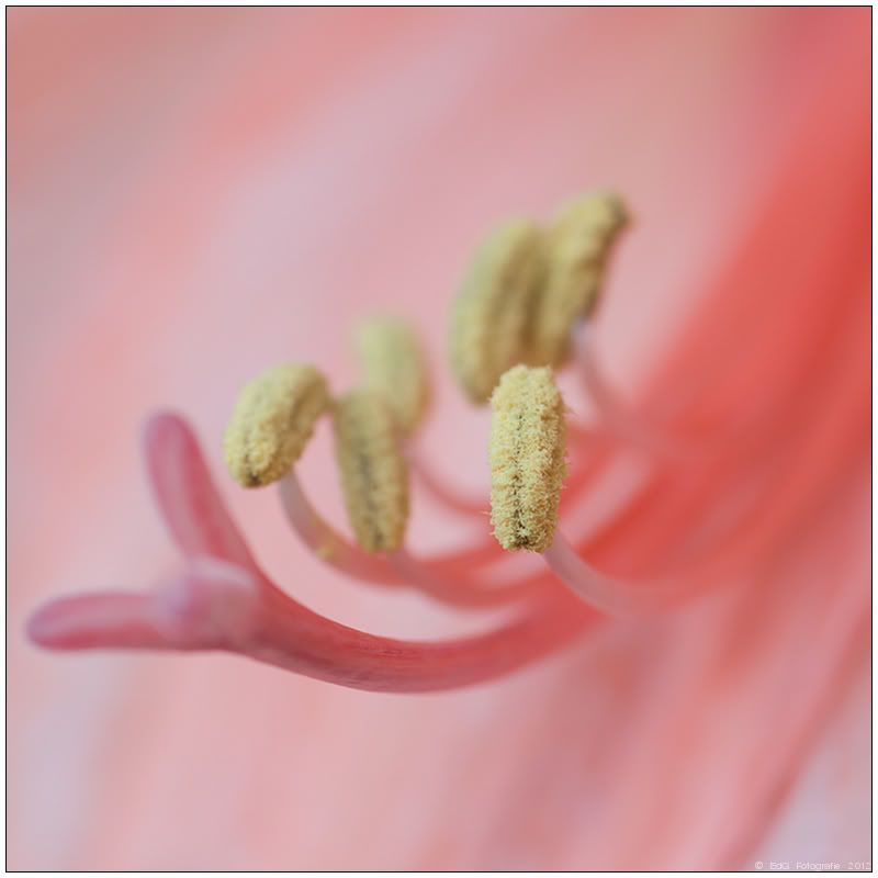 Fotografie