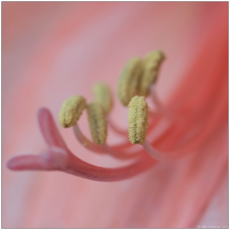 Fotografie