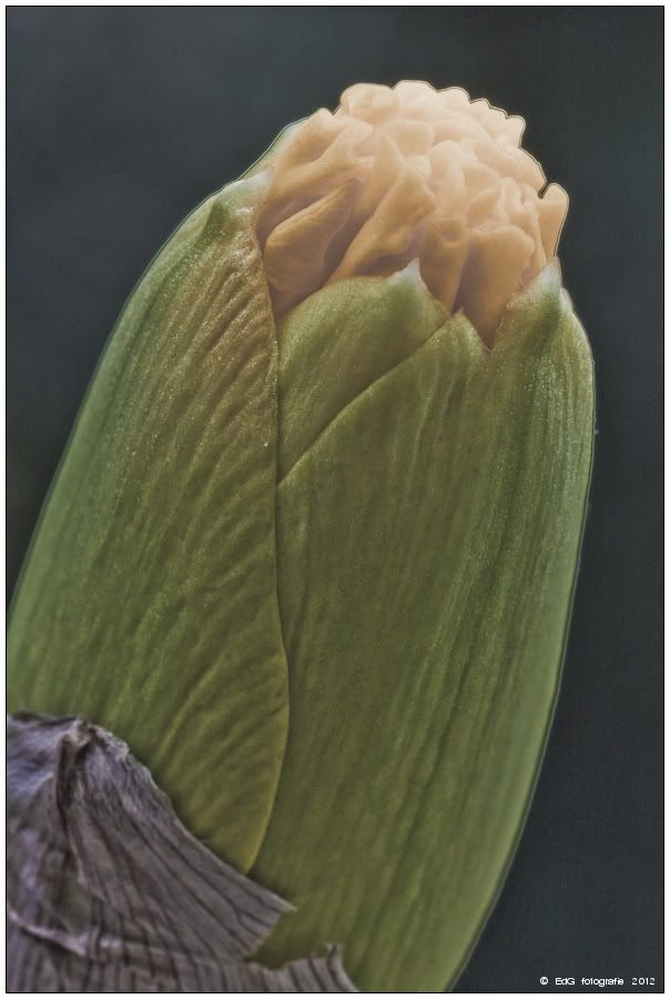 Fotografie