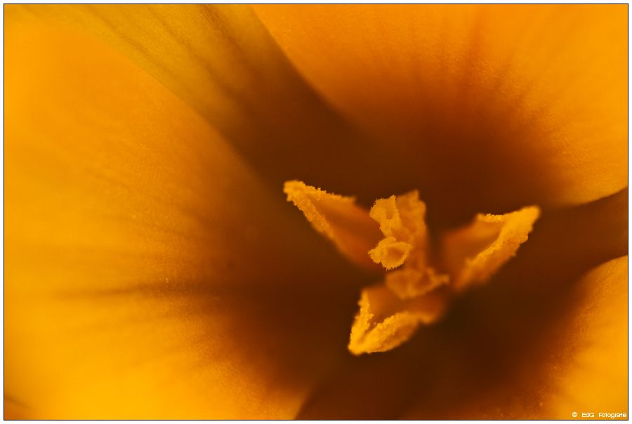 Fotografie