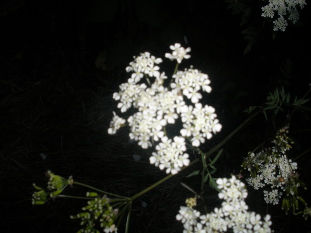 Flores Pictures, Images and Photos