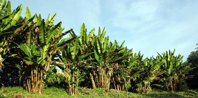 Abaca Plant Abaca Plant