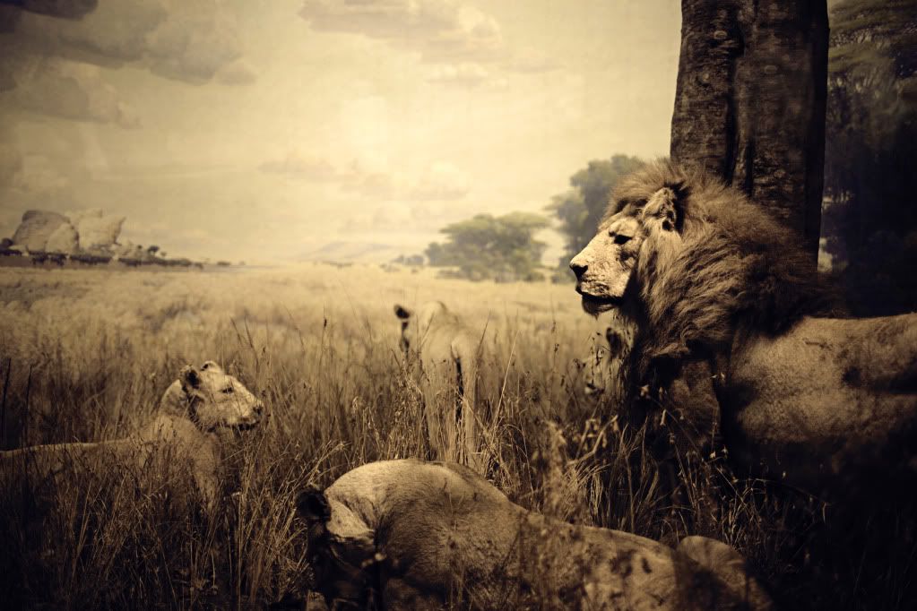 IMAGE: http://i1122.photobucket.com/albums/l534/Nelmahooch/IMG_9639.jpg