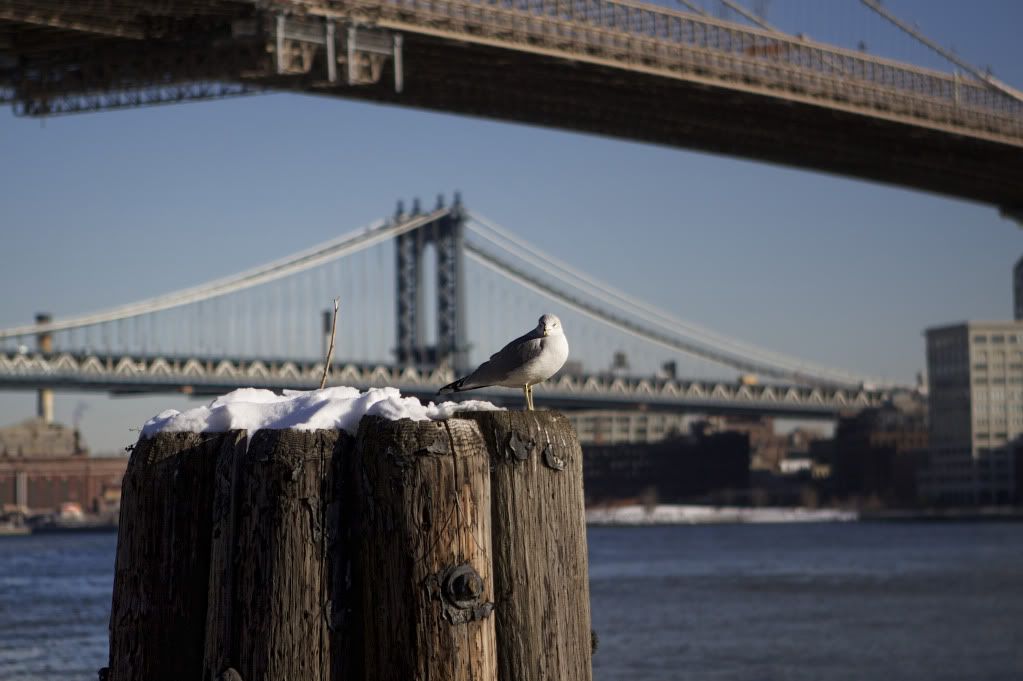 IMAGE: http://i1122.photobucket.com/albums/l534/Nelmahooch/Winter%202011/IMG_0747.jpg