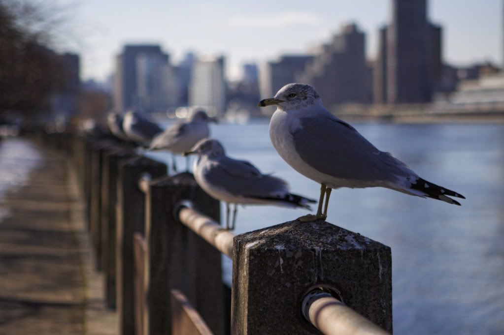 IMAGE: http://i1122.photobucket.com/albums/l534/Nelmahooch/Winter%202011/IMG_8637.jpg