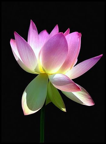 lotus-flower-9.jpg?width=350