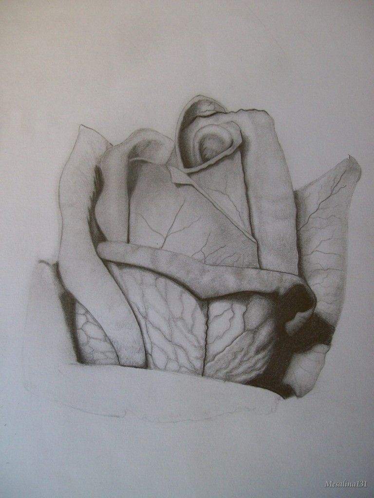 Mi primer intento de realismo: una rosa