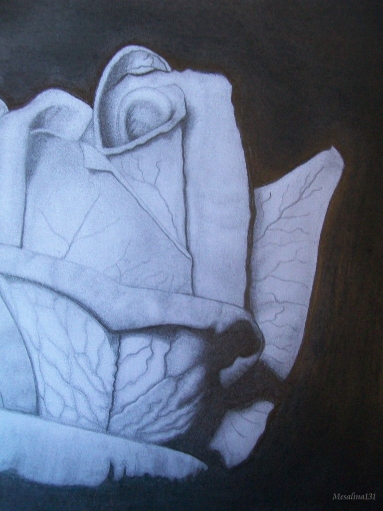 Mi primer intento de realismo: una rosa