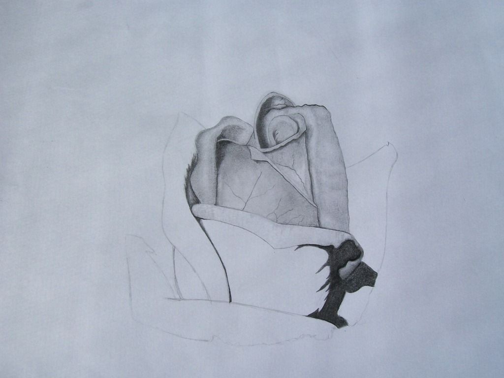 Mi primer intento de realismo: una rosa