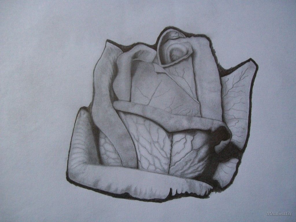 Mi primer intento de realismo: una rosa