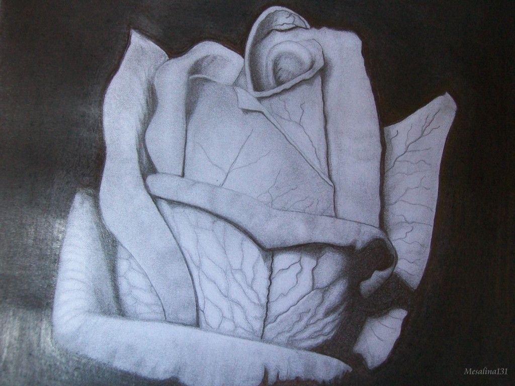 Mi primer intento de realismo: una rosa