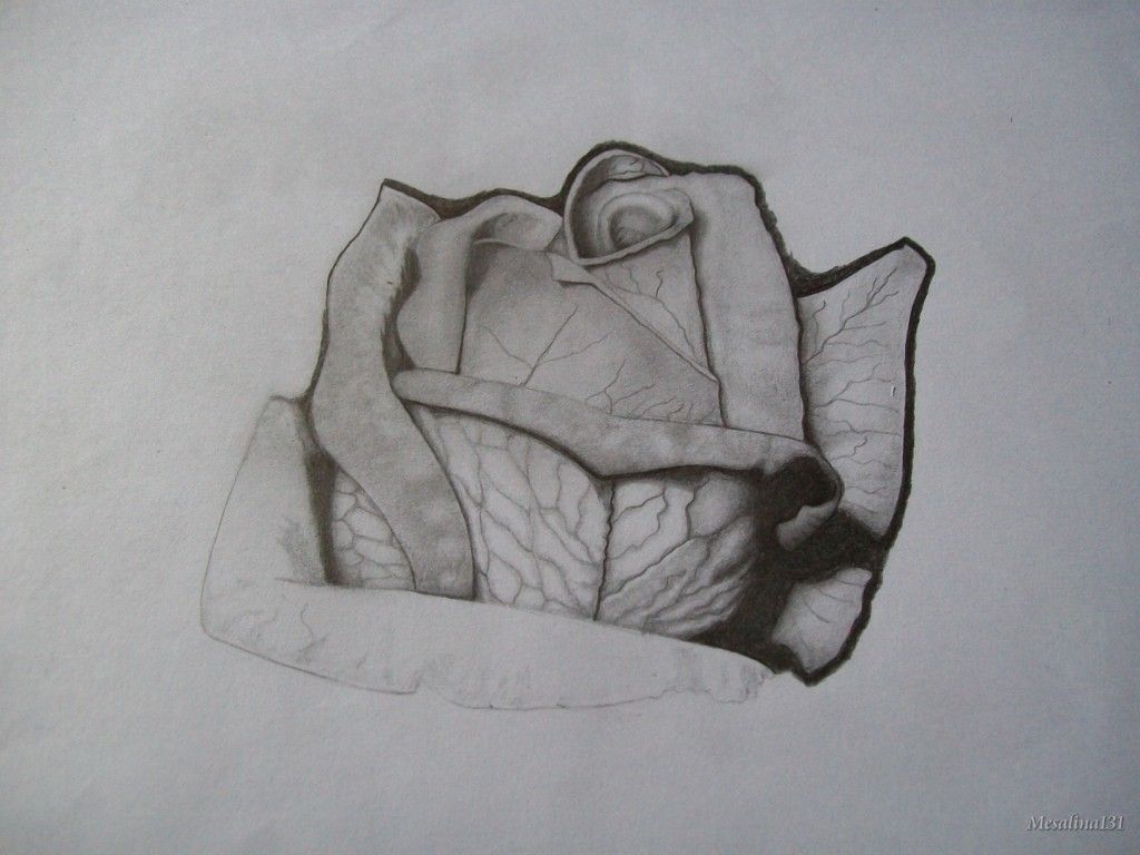 Mi primer intento de realismo: una rosa