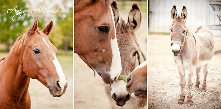 anya albonetti,anyaalbonetti,horse,horse photography,indianapolis photography,indianapolis photography,indianapolis engagement photograpy,carmel photography,carmel engagement,carmel engagement photography,westfield photography,edgy photography,notre dame,notre dame photography,anya photography,anya,photography