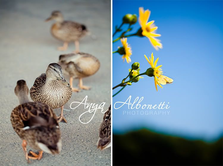 Anya Albonetti,anya albonetti photography,vintage,vintage photography,ducks