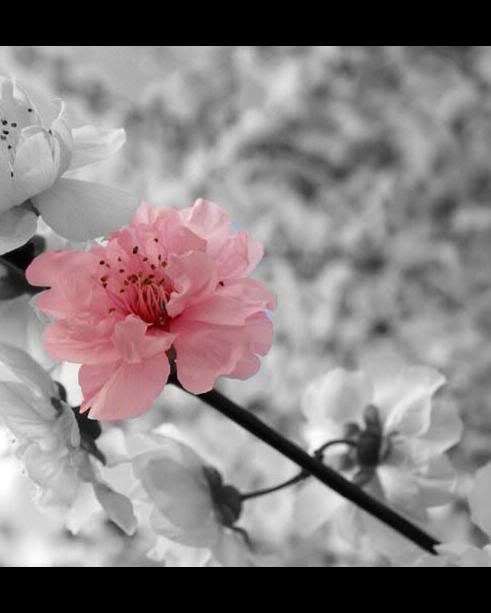 pink flower Pictures, Images and Photos