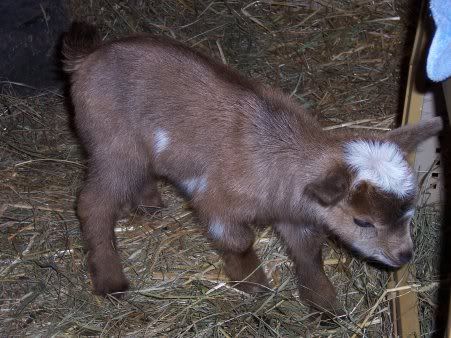 GoatDoeling25711.jpg